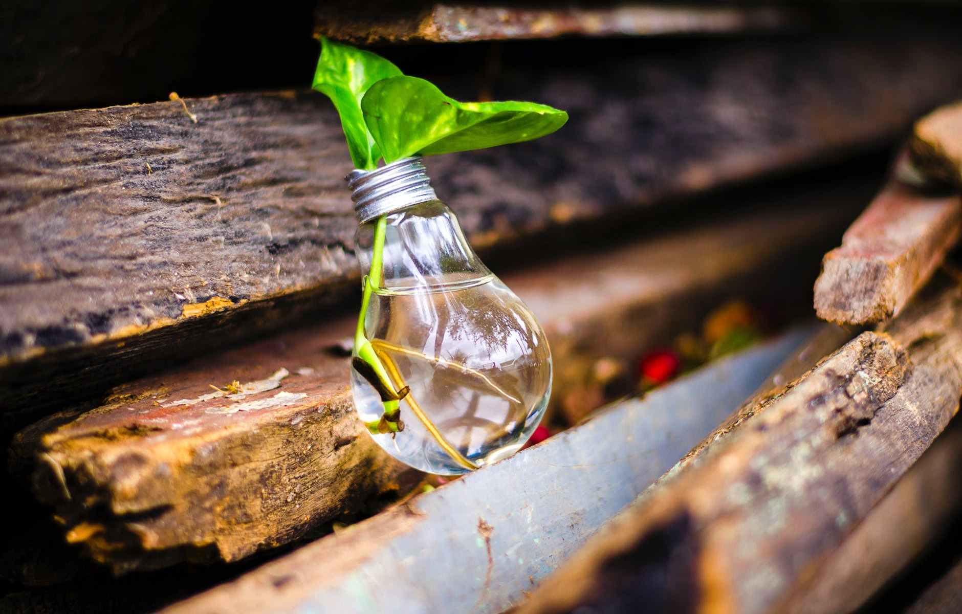 close up of beer bottles on wood